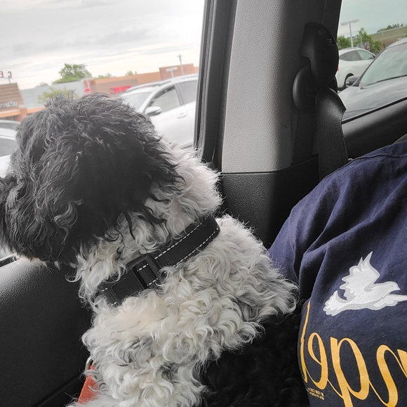 Meet your Posher, Tammora - Picture 3 of 4